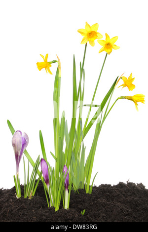 Fleurs de Printemps, narcisses et crocus dans le sol de plus en plus sur un fond blanc. Banque D'Images