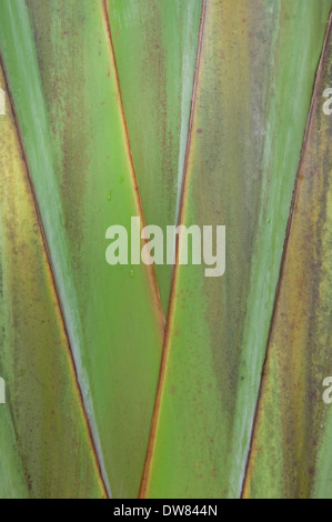 Arbre du voyageur ou chèques de Palm (Ravenala madagascariensis), Banque D'Images