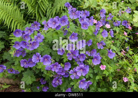 Géranium FLEUR Bleu AU LIT DANS LE JARDIN INTÉRIEUR AVEC GÉRANIUM ROSE ET NOMENCLATURE. GLOUCESTERSHIRE ENGLAND UK Banque D'Images