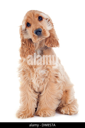 Portrait d'un chiot de race cocker anglais dans un studio Banque D'Images