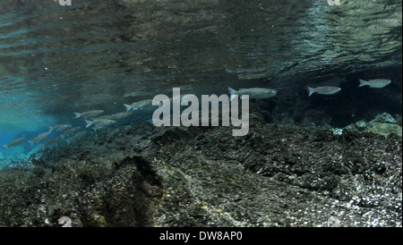 L'École des mulets à rayures, Mugil cephalus, Waiopae flaques Vie Marine Conservation District, Big Island, Hawaii, Banque D'Images