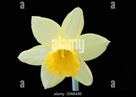 Fleurs de narcisses nains (tête à tête) isolés sur un fond noir Banque D'Images