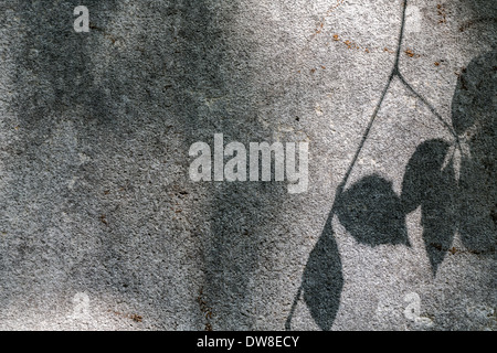 L'ombre floue de certains leafs sur un mur gris Banque D'Images