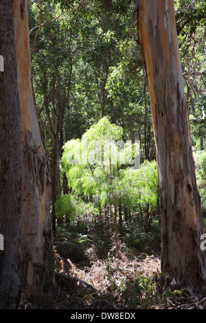 Deux grands arbres Karri sur Caves Road WA Banque D'Images