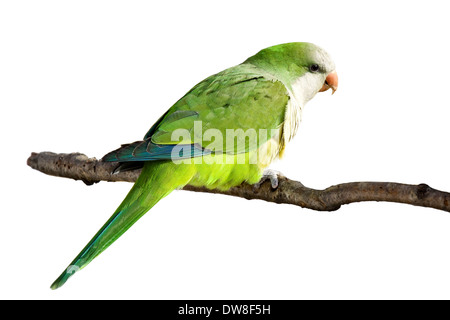 Monk parrot perché sur une branche, fond blanc Banque D'Images