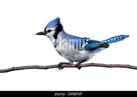 Profil de bluejay perché sur une branche. fond blanc Banque D'Images