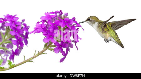 Hummingbird nectar boissons à partir d'un phlox violet, fond blanc Banque D'Images