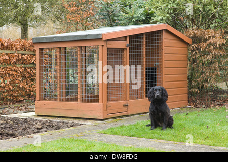 Un chien cocker noir et d'un chenil en bois à l'extérieur dans un jardin en Angleterre, Royaume-Uni Banque D'Images