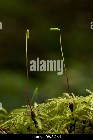 Moss parapluie (acanthoneurone Leucolepis) capsules de spores de plus en plus l'autre (Sequoia sempervirens) forêt Humboldt Banque D'Images