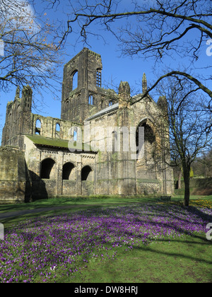 Les crocus de printemps à Kirkstall Abbey, Leeds, Royaume-Uni. Une Abbaye cistercienne du xiie siècle. Banque D'Images