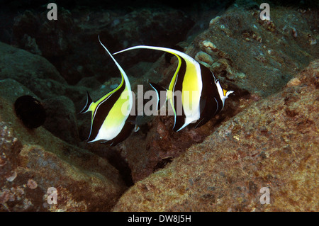 Deux idoles ou mauresque, Zanclus cornutus, kihikihi Point Kahe, Oahu, Hawaii, USA Banque D'Images