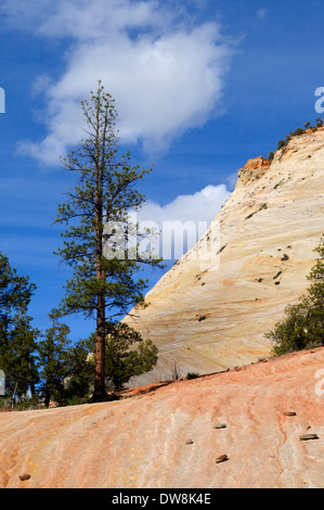 Le pin ponderosa et le plateau de grès coloré sur le côté ouest de Checkerboard Mesa Banque D'Images