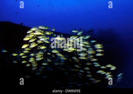 L'École d'bluestripe snappers, Lutjanus kasmira, nage par la mer Tiger naufrage, Honolulu, Oahu, Hawaii, USA Banque D'Images