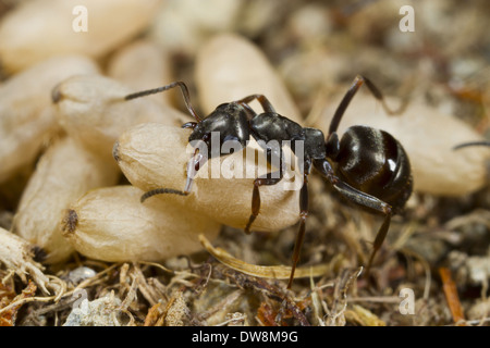 Fourmi (Formica lemani) travailleur adulte transportant dans le cocon de chrysalide en août Galles Powys nid Banque D'Images