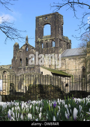 Les crocus de printemps à Kirkstall Abbey, Leeds, Royaume-Uni. Une Abbaye cistercienne du xiie siècle. Banque D'Images