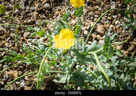 Coquelicot de la mer jaune ou coquelicot corné sur une plage de galets À Eastbourne Kent, Royaume-Uni Banque D'Images