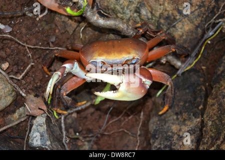 Crabe Cardisoma carnifex, terres, Wallis Island, Wallis et Futuna, Pacifique Sud Banque D'Images