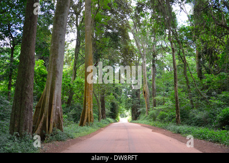 Mont Selinda Afro-forêt de montagne dans la région de eastern highlands du Zimbabwe en Afrique centrale. Banque D'Images