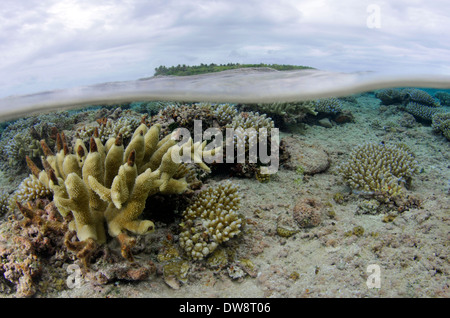 À pointe de violet, corail Acropora digitifera, velours et doigt tête de corail Montipora digitata,, dans une eau peu profonde, Wallis Island Banque D'Images