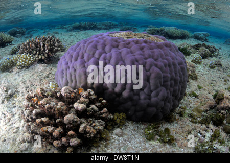 Le riz violet, tête de corail Porites sp., dans les eaux peu profondes de Nukuifala, îlots, Uvea Wallis et Futuna, Pacifique Sud Banque D'Images
