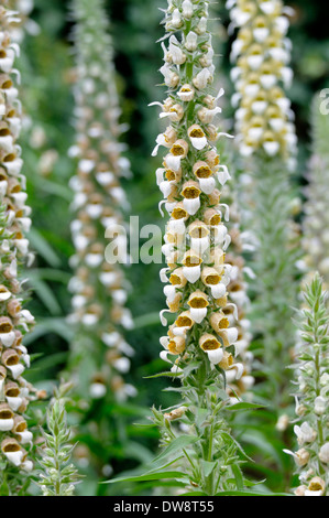 La digitale laineuse, Grecian Foxglove Banque D'Images