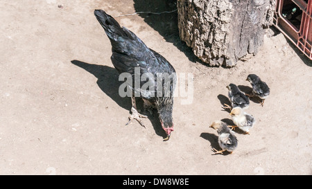 La mère poule à la recherche de la nourriture pour ses adorables poussins duveteux 4 femmes enceintes dans les paniers terre d'Oaxaca au Mexique maison cour Banque D'Images