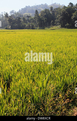 Sri Lanka, près de Kandy, champ de riz, Banque D'Images