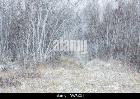 Neige dans la boulaie à la fin de l'automne, Sudbury, Ontario, Canada. Banque D'Images