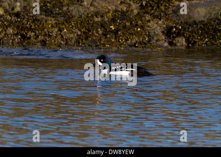 Garrot d'Islande (Bucephala islandica) mâle sur l'océan au cou Point, Nanaimo, île de Vancouver, BC, Canada en février Banque D'Images