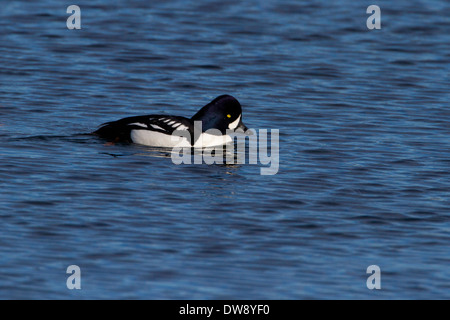 Garrot d'Islande (Bucephala islandica) mâle sur l'océan au cou Point, Nanaimo, île de Vancouver, BC, Canada en février Banque D'Images