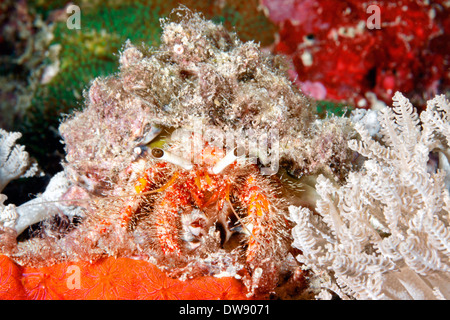 Un ermite rouge hairy marine, Dardanus, lagopdes marche chez les coraux sur le récif. Banque D'Images