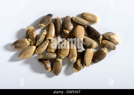 Le chardon-Marie Banque D'Images