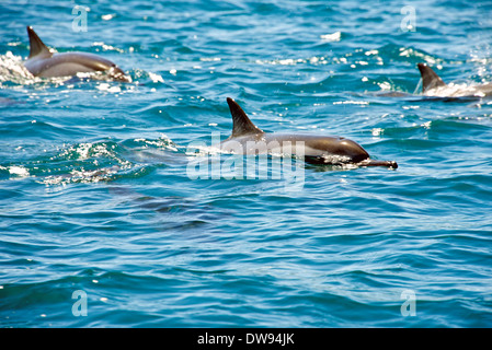 Les dauphins dans l'océan Indien, l'île Maurice Banque D'Images