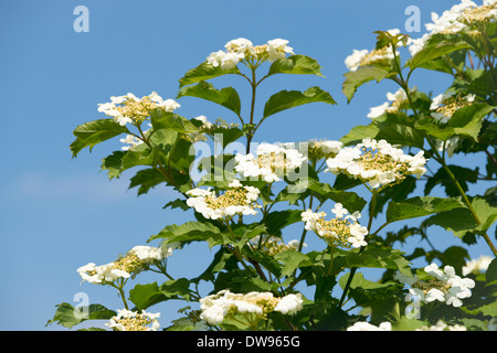 Guelder Rose, Boule de Neige ou viorne (Viburnum opulus), la floraison, la Thuringe, Allemagne Banque D'Images