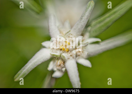 Edelweiss (Leontopodium nivale alpine), macro shot Banque D'Images