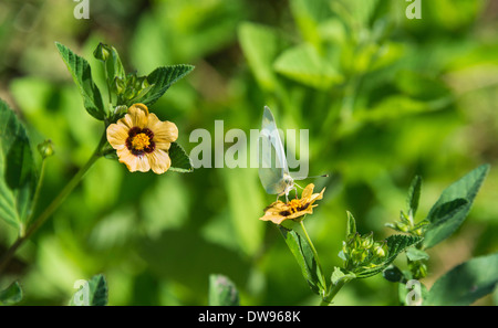 Petit Chou blanc ou Petit White (Pieris rapae) sur noir et jaune fleur, Tenerife, Canaries, Espagne Banque D'Images