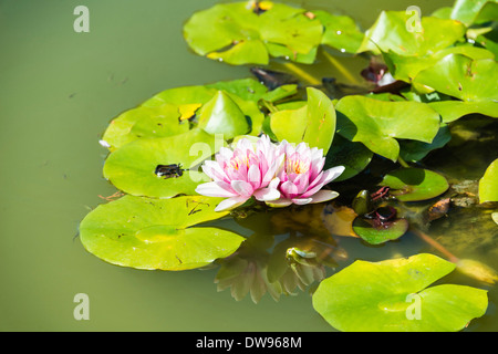 Nénuphar rose et blanc (Nymphaea spp.) dans un étang Banque D'Images