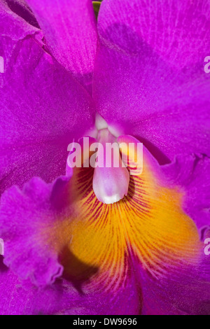 Orchidée Cattleya, hybride, la province de Chiang Mai, Thaïlande Banque D'Images