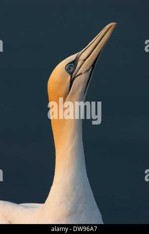 Fou de Bassan (Morus bassanus), portrait, Helgoland, Schleswig-Holstein, Allemagne Banque D'Images