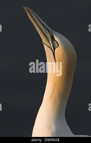 Fou de Bassan (Morus bassanus), portrait, Helgoland, Schleswig-Holstein, Allemagne Banque D'Images