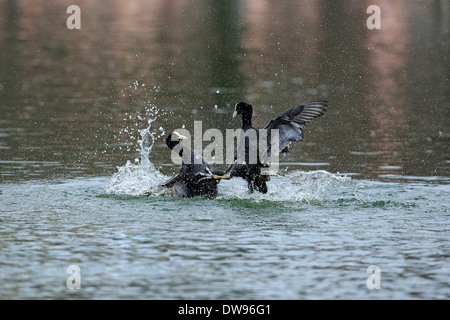 Foulque macroule (Fulica atra), deux hommes se battre dans l'eau, Luisenpark, Mannheim, Bade-Wurtemberg, Allemagne Banque D'Images