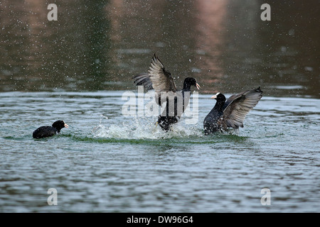 Foulque macroule (Fulica atra), deux hommes se battre dans l'eau, Luisenpark, Mannheim, Bade-Wurtemberg, Allemagne Banque D'Images