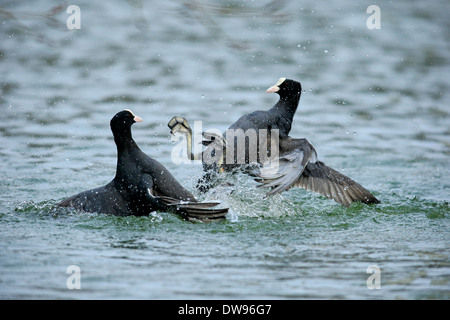 Foulque macroule (Fulica atra), deux hommes se battre dans l'eau, Luisenpark, Mannheim, Bade-Wurtemberg, Allemagne Banque D'Images