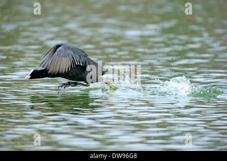 Foulque macroule (Fulica atra), homme, Luisenpark, Mannheim, Bade-Wurtemberg, Allemagne Banque D'Images