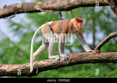 Proboscis Monkey (Nasalis larvatus), homme, sur arbre, Apeldoorn, Pays-Bas Banque D'Images