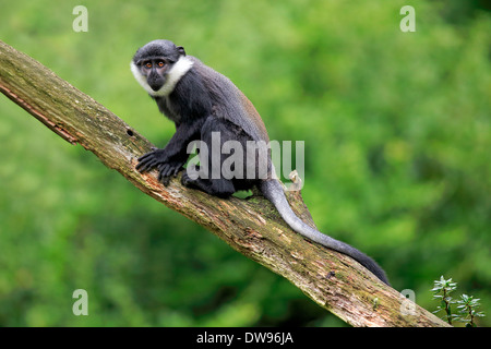 L'Hoest (Cercopithecus lhoesti Monkey's), juvénile, Apeldoorn, Pays-Bas Banque D'Images