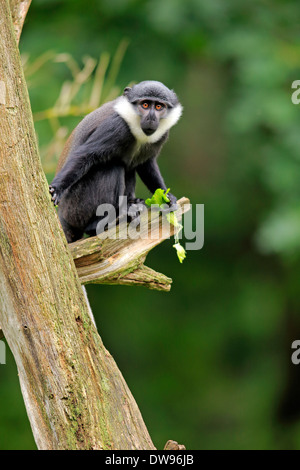 L'Hoest (Cercopithecus lhoesti Monkey's), juvénile, l'alimentation, Apeldoorn, Pays-Bas Banque D'Images