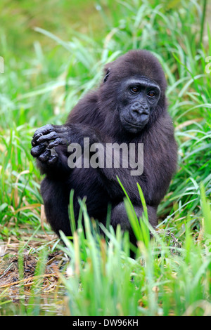 Gorille de plaine de l'ouest (Gorilla gorilla gorilla), les jeunes, Apeldoorn, Pays-Bas Banque D'Images