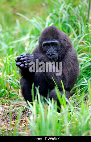 Gorille de plaine de l'ouest (Gorilla gorilla gorilla), les jeunes, Apeldoorn, Pays-Bas Banque D'Images