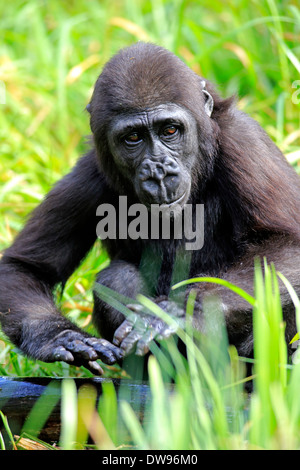 Gorille de plaine de l'ouest (Gorilla gorilla gorilla), les jeunes, Apeldoorn, Pays-Bas Banque D'Images